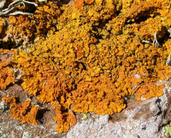 Xanthoria parietina
